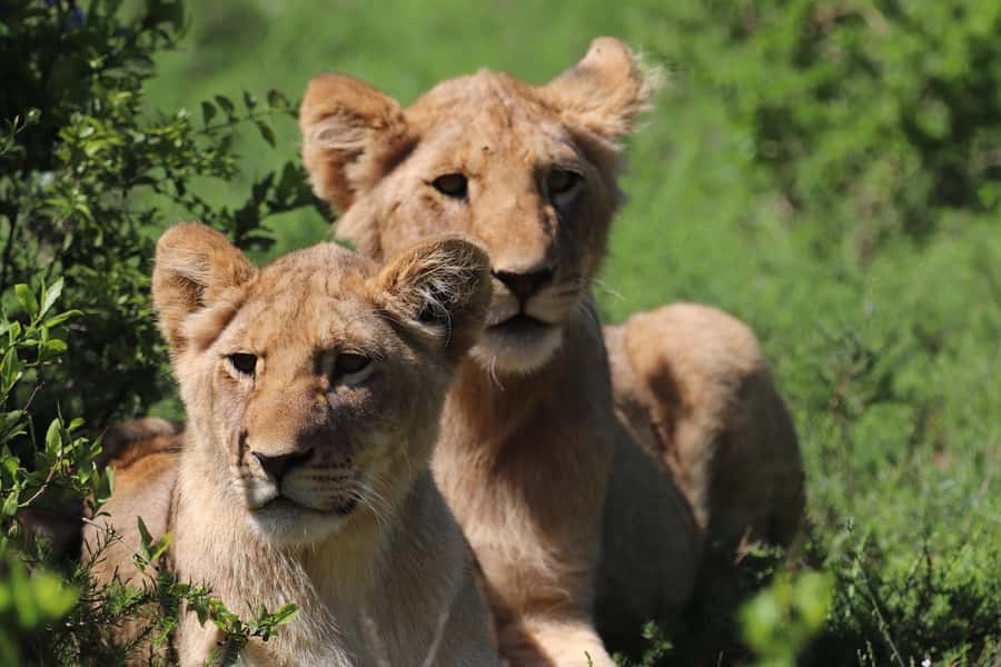 Half-Day Schotia Game Reserve (Open 4x4 Vehicle) - Big Five Reality Check, Plus Hippos, Crocs, and Antelope