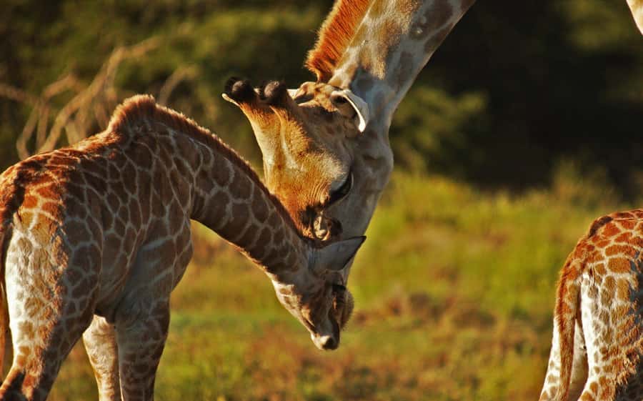 Half-Day Schotia Game Reserve (Open 4x4 Vehicle) - Why the Guide Matters in a Private Reserve