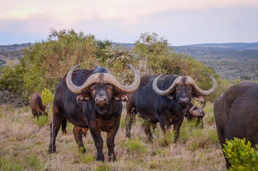 Half-Day Schotia Game Reserve (Open 4x4 Vehicle) - Nanaga Farm Stall Stop: Lunch Options and a Practical Break