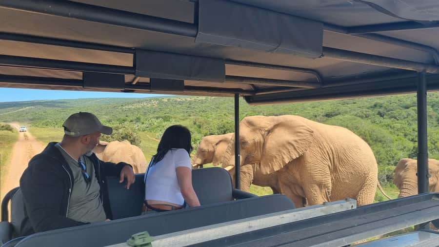 Half-Day Schotia Game Reserve (Open 4x4 Vehicle) - Price and Value: Is $177 a Fair Deal?