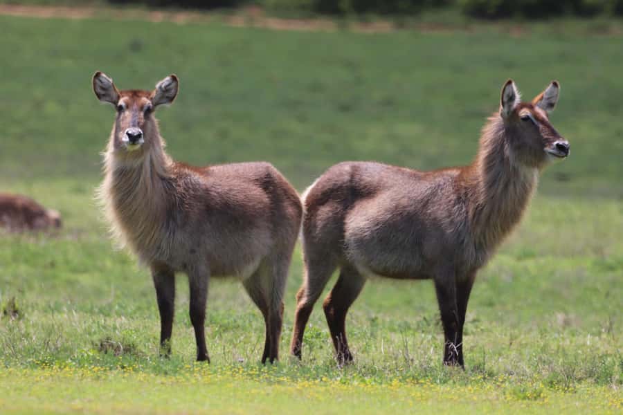 Half-Day Schotia Game Reserve (Open 4x4 Vehicle) - Who This Safari Fits Best (and Who Should Skip)
