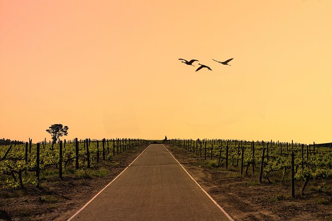 Half-Day Stellenbosch Winelands Tour from Cape Town - Pickup, timing, and the group setup in the real world