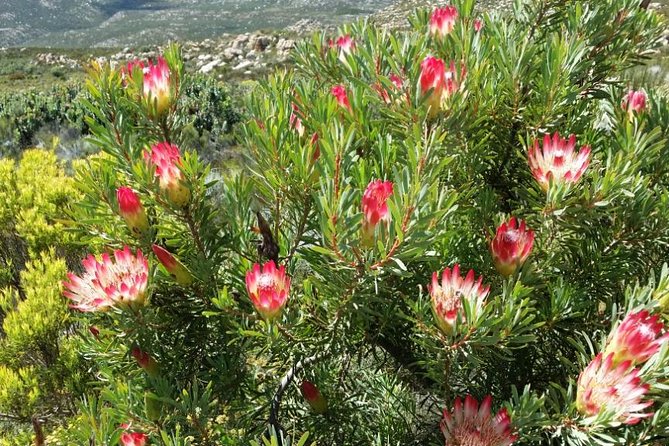 Half-Day Swartberg Pass PRIVATE Tour (including lunch & transfer - Oudtshoorn) - Why the Guide Matters: Geology, Botany, Culture, and Conservation Talk