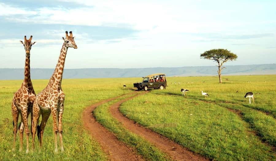 Half Day Tala Game Reserve & Natal Lion Park from Durban - Key points to know before you go