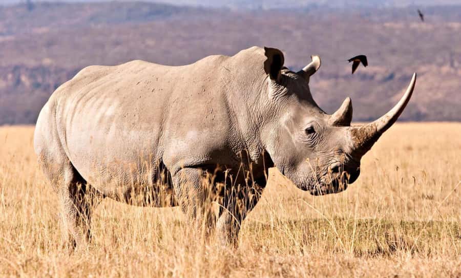 Half Day Tala Game Reserve & Natal Lion Park from Durban - Price and value, is $190 per person a good deal?
