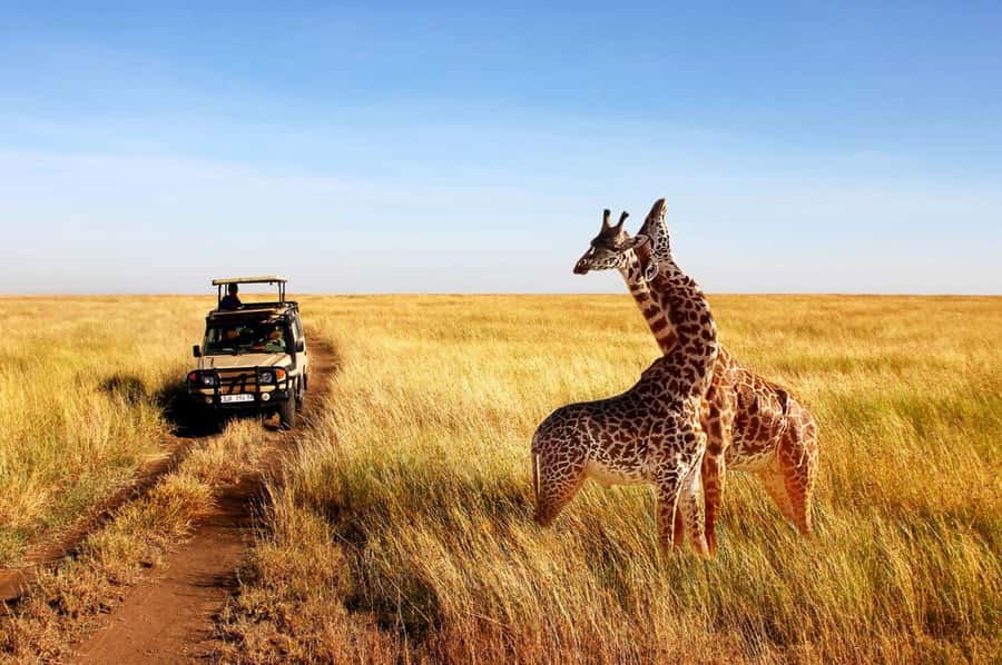 Half Day Tala Game Reserve & Natal Lion Park from Durban - Weather and wildlife: plan for rain, not miracles