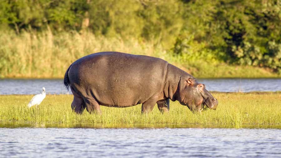 Half Day Tala Game Reserve & Phezulu Safari from Durban - Key things I’d note before you go