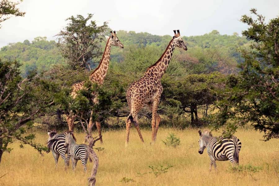 Half Day Tala Game Reserve & Phezulu Safari from Durban - Durban to Tala, then Phezulu, in one half-day plan