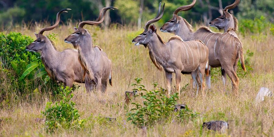 Half Day Tala Game Reserve & Phezulu Safari from Durban - Price and value: is $194 per person a good deal?