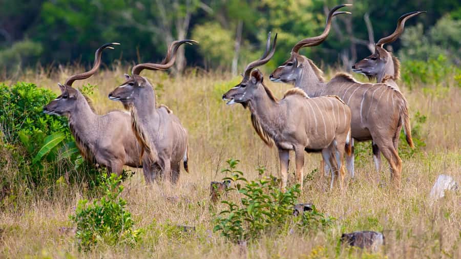Half Day Tala Game Reserve & Phezulu Safari from Durban - Pickup, drop-off, and timing from Durban