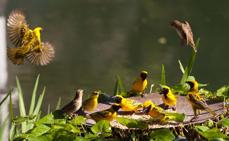 Half Day Tala Game Reserve & Phezulu Safari from Durban - Who should book this tour, and who should think twice?