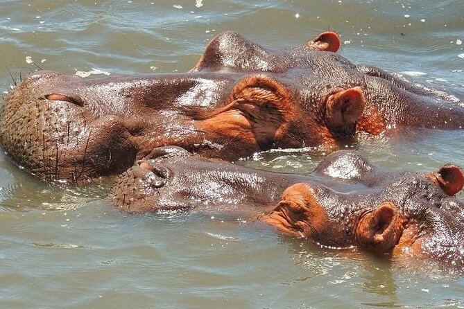 Half Day Tour in iSimangaliso Wetland Park - Hippo country on Lake St Lucia, and why the water matters
