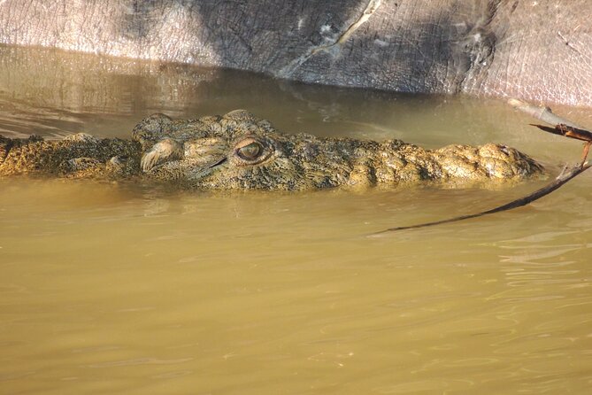 Half Day Tour in iSimangaliso Wetland Park - The boat cruise: hippos, crocodiles, and bird spotting in real time