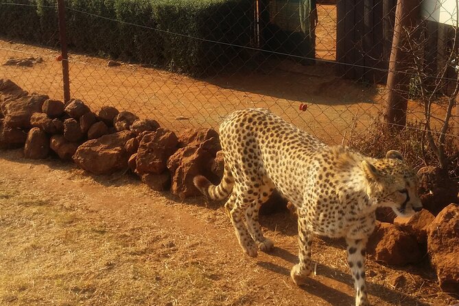 Half-Day Tour to Rhino And Lion Reserve in Krugersdorp - A Tight Johannesburg Layover Plan, Without the Full-Day Commitment