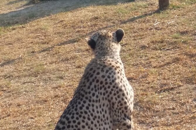 Half-Day Tour to Rhino And Lion Reserve in Krugersdorp - The Creche Moment: Lion and Cheetah Cubs Up Close