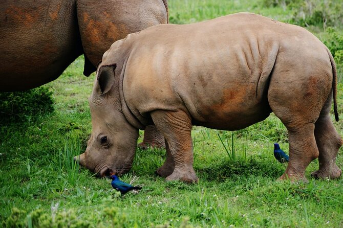 Half-Day Tour to Rhino And Lion Reserve in Krugersdorp - What Animals You Can Realistically Expect in a Half Day