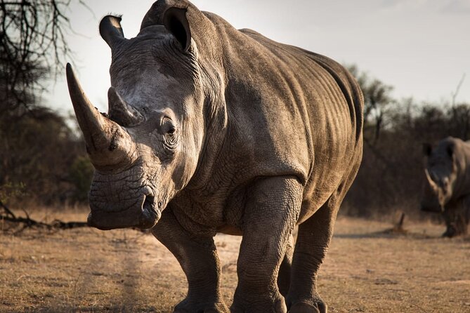 Half-Day Tour to Rhino And Lion Reserve in Krugersdorp - Price and Value: Is $99.66 Worth It?