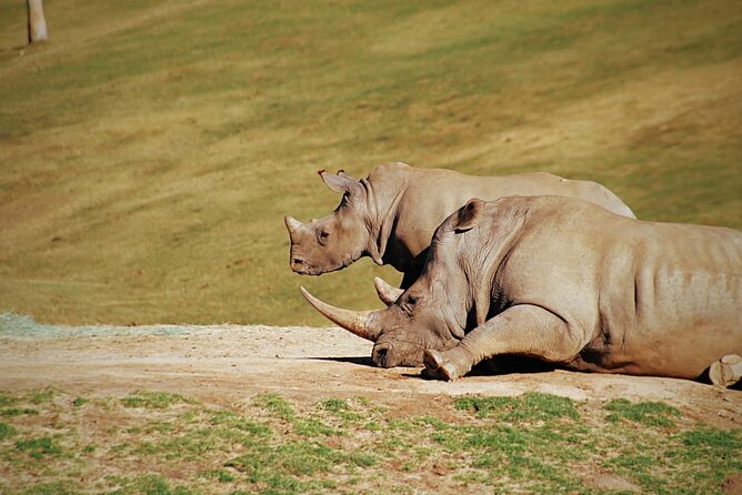 Half-Day Tour to Rhino And Lion Reserve in Krugersdorp - Who Should Book This Tour, and Who Might Skip It
