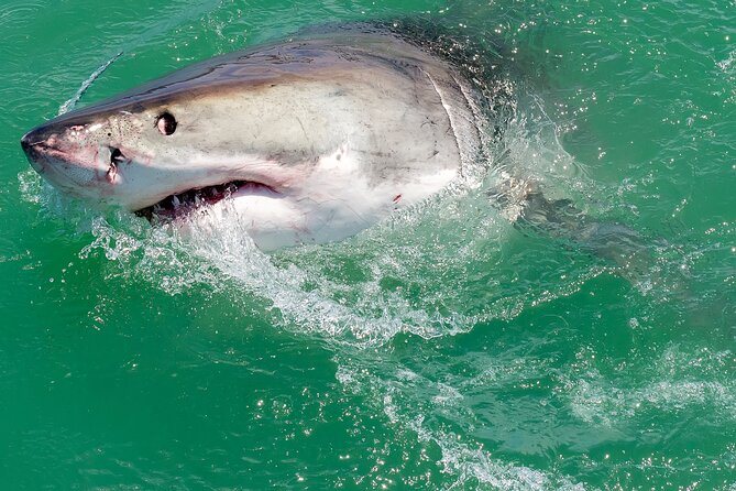 Half-Day White Shark Cage Diving from Gansbaai - Gansbaai at 7:00 AM: where the half-day starts and why it matters