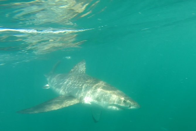 Half-Day White Shark Cage Diving from Gansbaai - The in-water cage session: what to expect from a pro operation