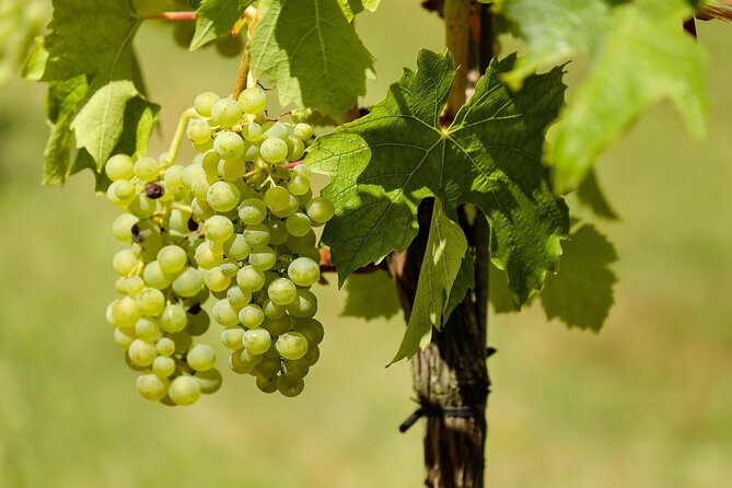 Half Day Wine Tour from Cape Town - Stop 2 at Marianne Wine Estate: A Second Tasting with a Different Feel