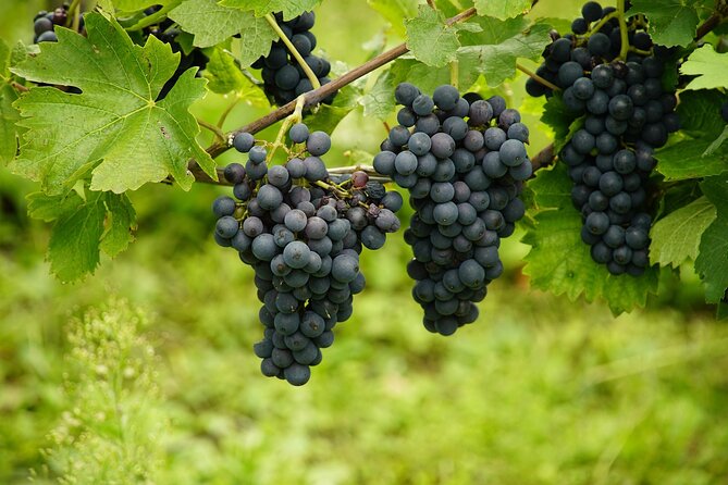 Half Day Wine Tour from Cape Town - What the Drive Adds: Townships, Daily Life, and Local Artistic Roots