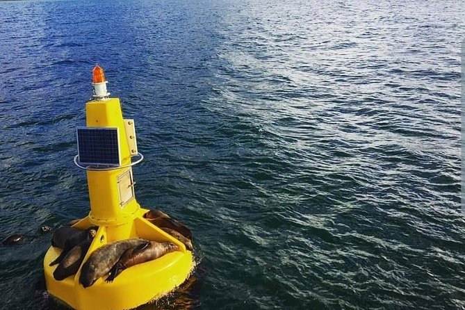 Half Hour Seal and Harbour Cruise from Cape Town - On board: guides, calm vibes, and first boat jitters