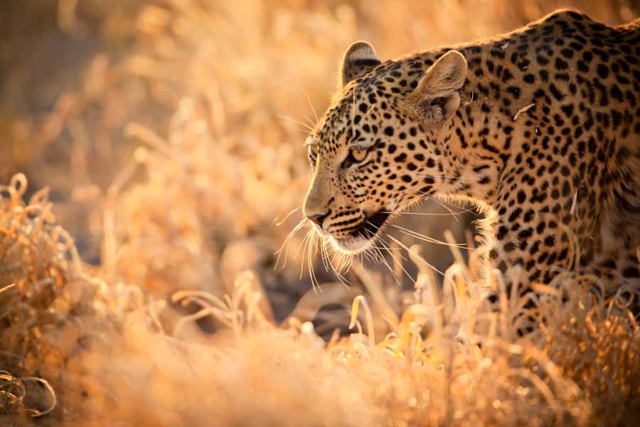 Hartbeespoort: Lion and Safari Park Guided Tour - Key things to know before you go