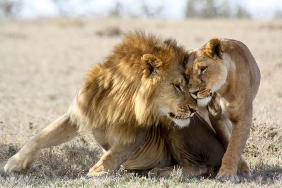 Hartbeespoort: Lion and Safari Park Guided Tour - How the 2-hour safari truck tour at Hartbeespoort flows