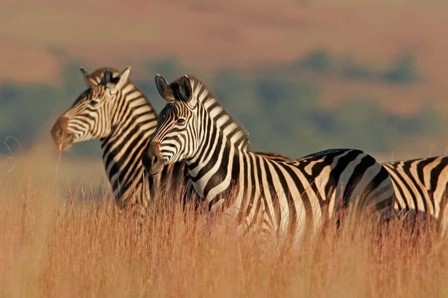 Hartbeespoort: Lion and Safari Park Guided Tour - Antelope grazing stop: why the open area makes the big cats easier to understand