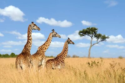 Lion and Safari Park Guided Tour