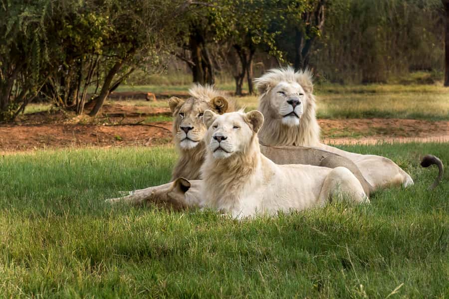 Hartbeespoort: Lion and Safari Park Tour - The Predator Lineup: What You Can Actually Hope to See