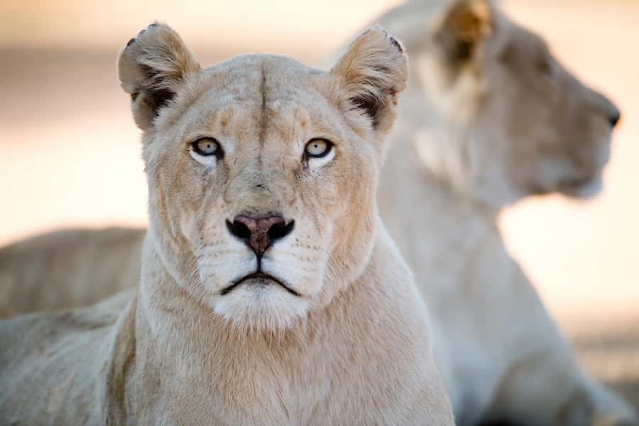 Hartbeespoort: Lion and Safari Park Tour - Small Group Size, English Guides, and Who This Fits Best