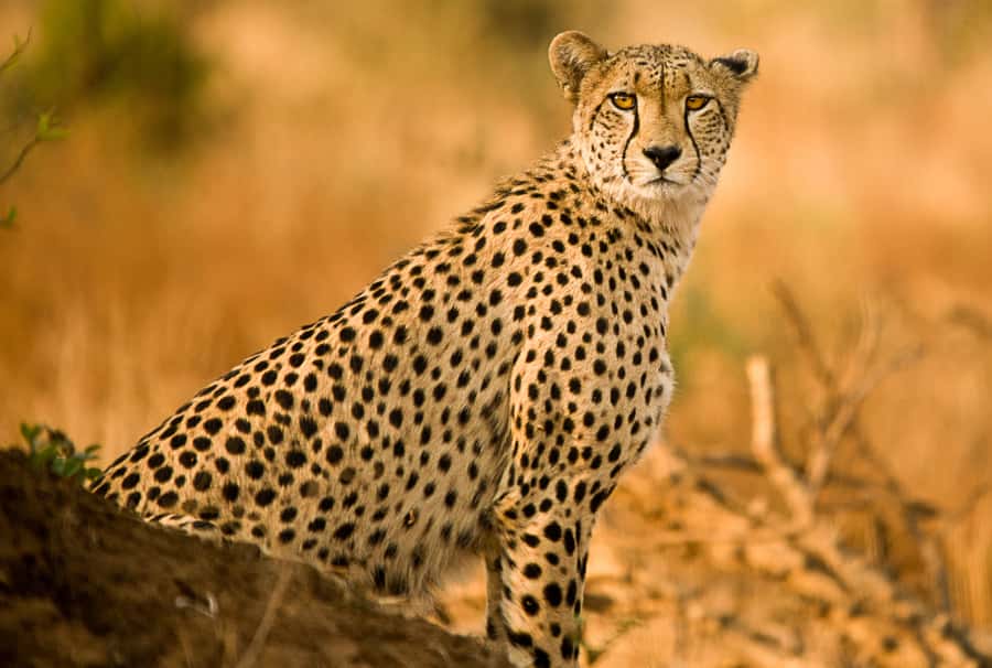 Hartbeespoort: Predator Safari with a Guide - Key highlights at a glance