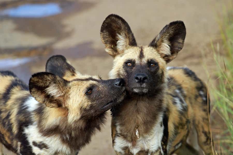 Hartbeespoort: Predator Safari with a Guide - How the guide helps you spot lions, wild dogs, and cheetahs