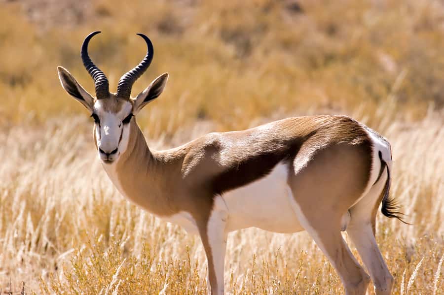 Hartbeespoort: Predator Safari with a Guide - One hour, focused predator watching from the safari truck