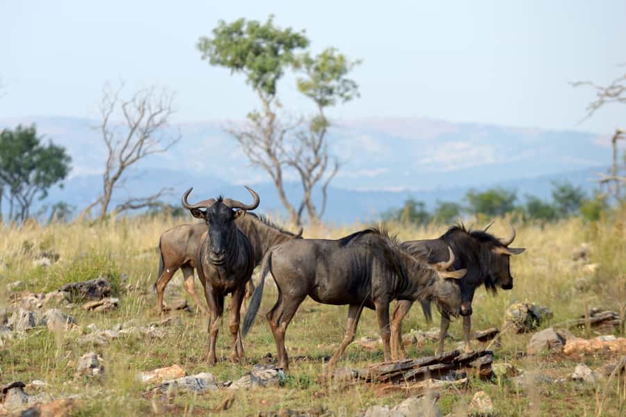 Hartbeespoort: Self-Drive Lion and Safari Park Tour - Key Highlights That Matter
