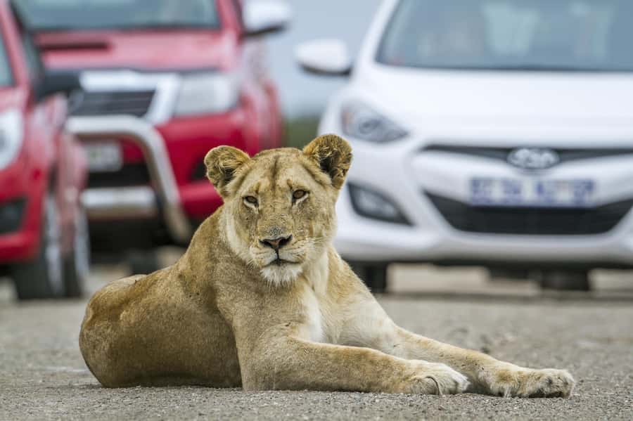 Hartbeespoort: Self-Drive Lion and Safari Park Tour - A Self-Drive Safari That Actually Fits Real Schedules