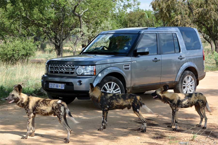 Hartbeespoort: Self-Drive Lion and Safari Park Tour - Price and Value: What $24 Covers, and What It Does Not