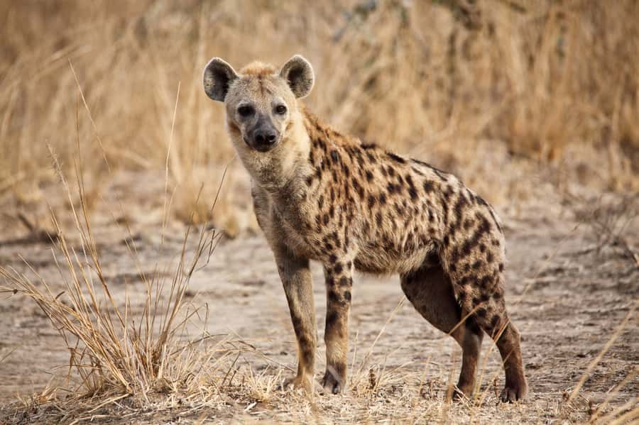 Hartbeespoort: Self-Drive Lion and Safari Park Tour - Lion, Wild Dog, and Cheetah Enclosures: Up Close, Without the Waiting Game