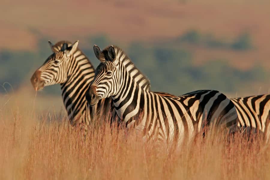 Hartbeespoort: Self-Drive Lion and Safari Park Tour - When to Catch the Lion Feeding at 12:00 and 3:00