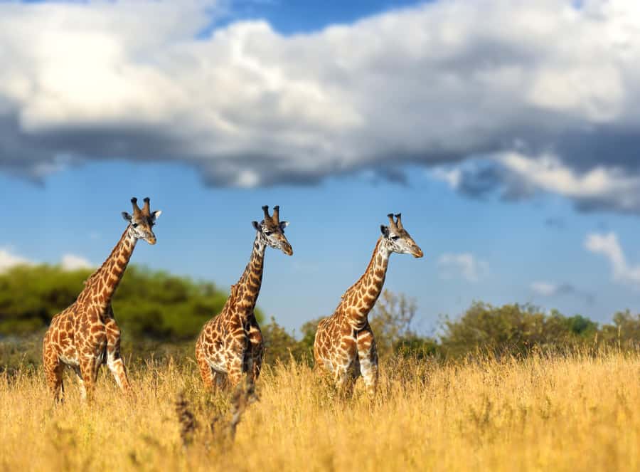 Hartbeespoort: Self-Drive Lion and Safari Park Tour - Getting There: Lanseria Is Close, Johannesburg Is Still Manageable