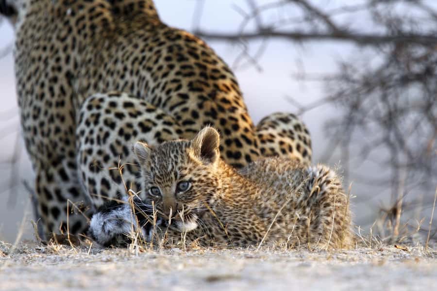 Hazyview: Private Full-Day Guided Kruger Safari - Hazyview to Kruger: the day’s pacing that actually works