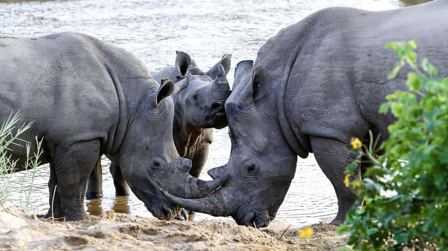 Hazyview: Private Full-Day Guided Kruger Safari - Morning game drive: animals, plants, and those medicinal tree lessons