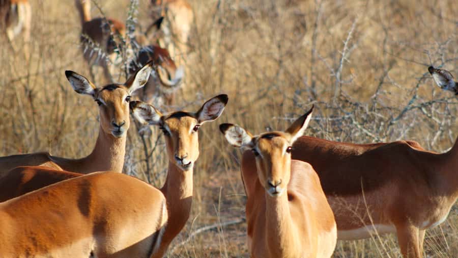 Hazyview: Private Full-Day Guided Kruger Safari - Lunch break and the ride back: turning last sightings into a full day