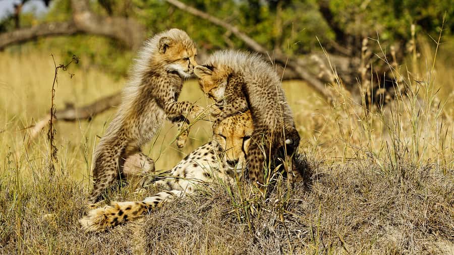 Hazyview: Private Full-Day Guided Kruger Safari - Price and value: what $291 per group really buys you