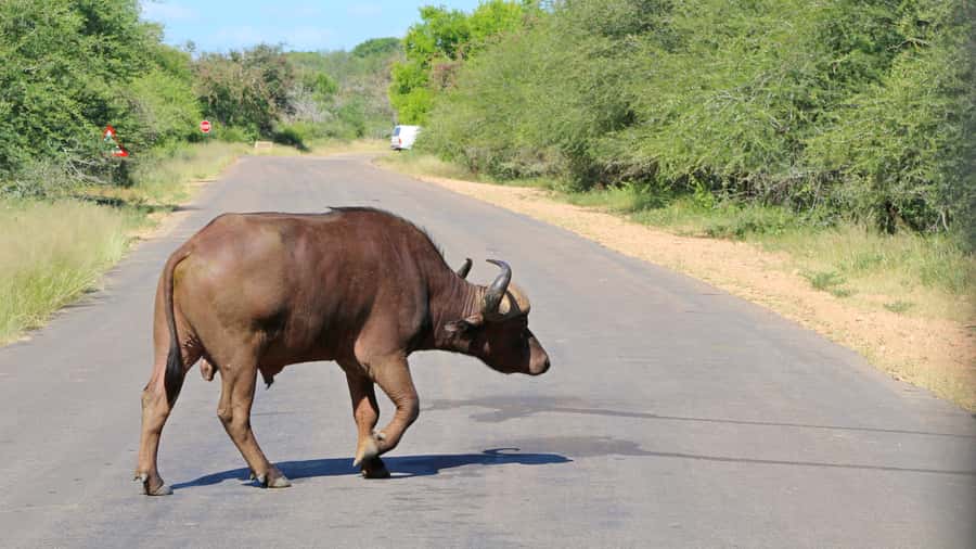 Hazyview: Private Full-Day Guided Kruger Safari - Who should book this Kruger private safari, and who should skip it