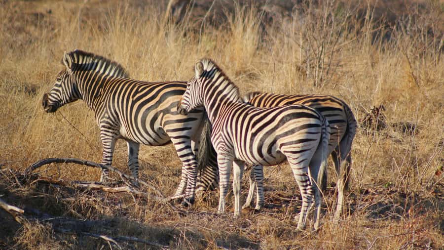 Hazyview: Private Full-Day Guided Kruger Safari - Should you book this Hazyview private full-day Kruger safari?