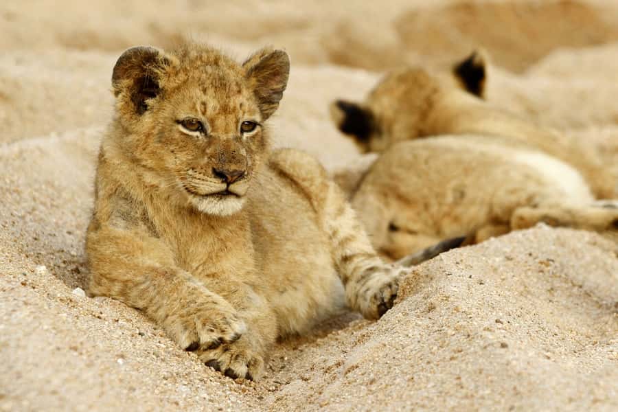 Hazyview: Private Full-Day Guided Kruger Safari - Private open safari vehicle with 360-degree viewing