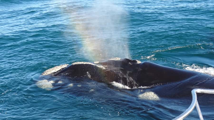 Hermanus: Boat Based Whale Watching Experience - Key highlights to look for on this Hermanus whale watch
